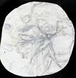 Wide Crinoid (Eucalyptocrinus) Holdfast With Brachiopods #23073-1